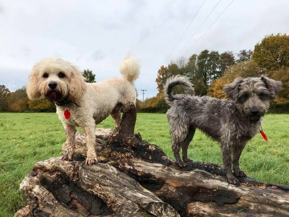 Teddy & Mabel